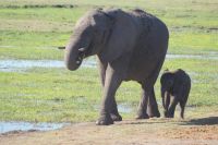 225 Elefanten am Chobe Fluss