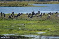 227 Marabus am Chobe Fluss