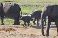 229 Elefanten am Chobe Fluss