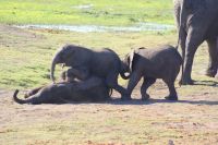 230 Elefanten am Chobe Fluss