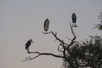 234 Marabus auf Schlafplatz
