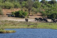 247 Elefantenherde am Chobe