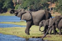 249 Elefantenherde am Chobe