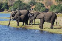 250 Elefantenherde am Chobe