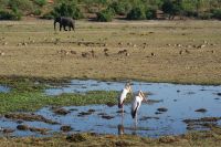 252 Nimmersattstörche