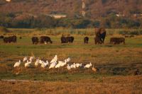 258 Afrikanische Löffler