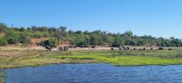 264 Flusslandschaft am Chobe