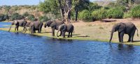 267 Elefanten am Chobe Fluss
