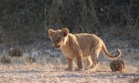 221 Löwen im Chobe Nationalpark