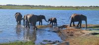 221 Nachmittagspirschfahrt im Chobe NP
