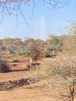 Mount Etjo Safari Lodge, Giraffe