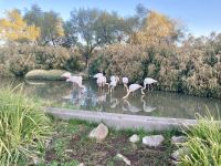 Mount Etjo Safari Lodge, Flamingos