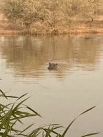 Mount Etjo Safari Lodge, Hippos