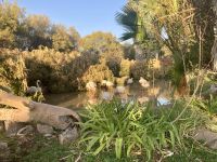 Mount Etjo Safari Lodge, Flamingos