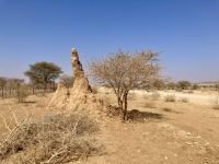 Fahrt zum Etosha, Termitenhügel