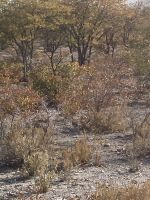 Safari Etosha, Trappe