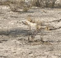 Safari Etosha, Trappe