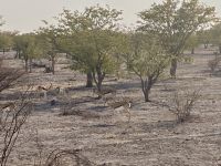 Safari Etosha, Impalas