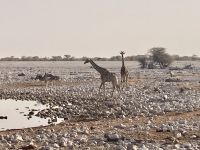 Safari Etosha, Giraffen