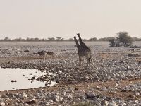 Safari Etosha, Giraffen