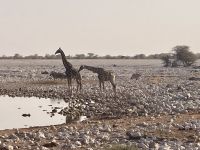 Safari Etosha, Giraffen