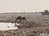 Safari Etosha, Giraffen