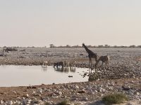 Safari Etosha, Giraffen