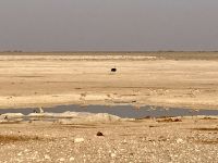 Safari Etosha, Stauß