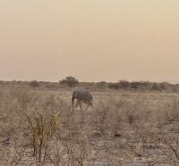 Safari Etosha, Elefant