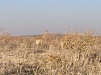Safari Etosha, Giraffen