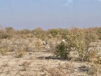 Safari Etosha, Nashorn