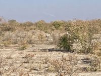 Safari Etosha, Nashorn