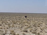 Safari Etosha, Strauß