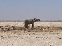 Safari Etosha, Elefant