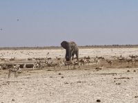 Safari Etosha, Elefant