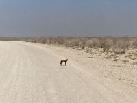 Safari Etosha, Schakal