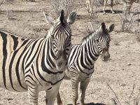 Safari Etosha, Zebras