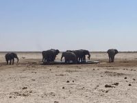 Safari Etosha, Elefanten