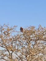 Safari Etosha, Raubadler