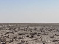 Safari Etosha, Zebras