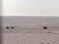 Safari Etosha, Strauß