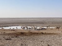 Safari Etosha, Impalas