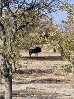 Safari Etosha, Gnu