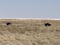 Safari Etosha, Strauß