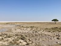 Safari Etosha