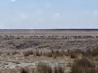 Safari Etosha, Impalas