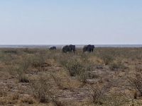 Safari Etosha, Elefanten