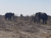 Safari Etosha, Elefanten