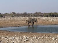 Safari Etosha, Elefant