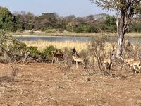 Jeep Safari, Buffalo Park, Impalas